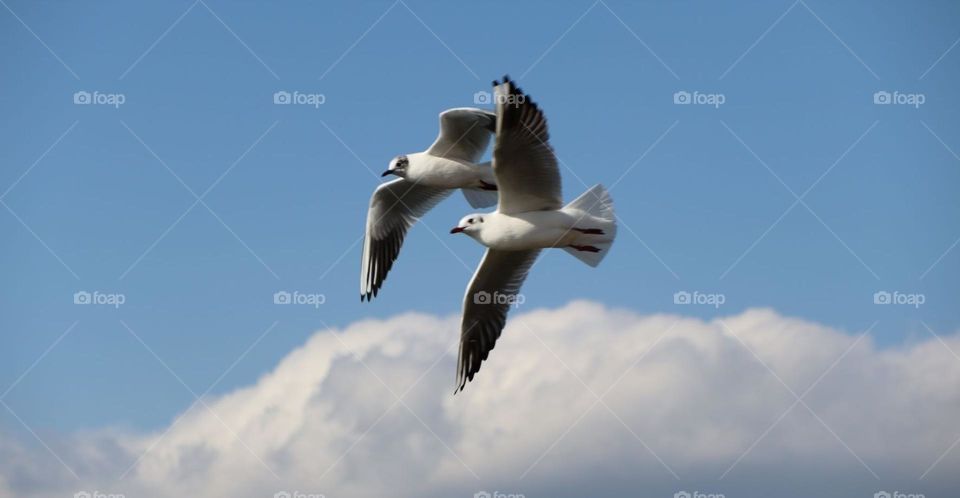 seagulls