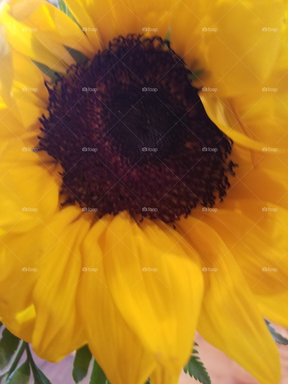 Sunflower bliss