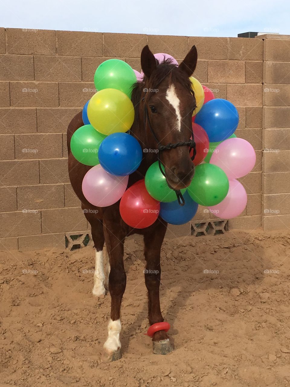 Doc BLM Mustang and Balloons