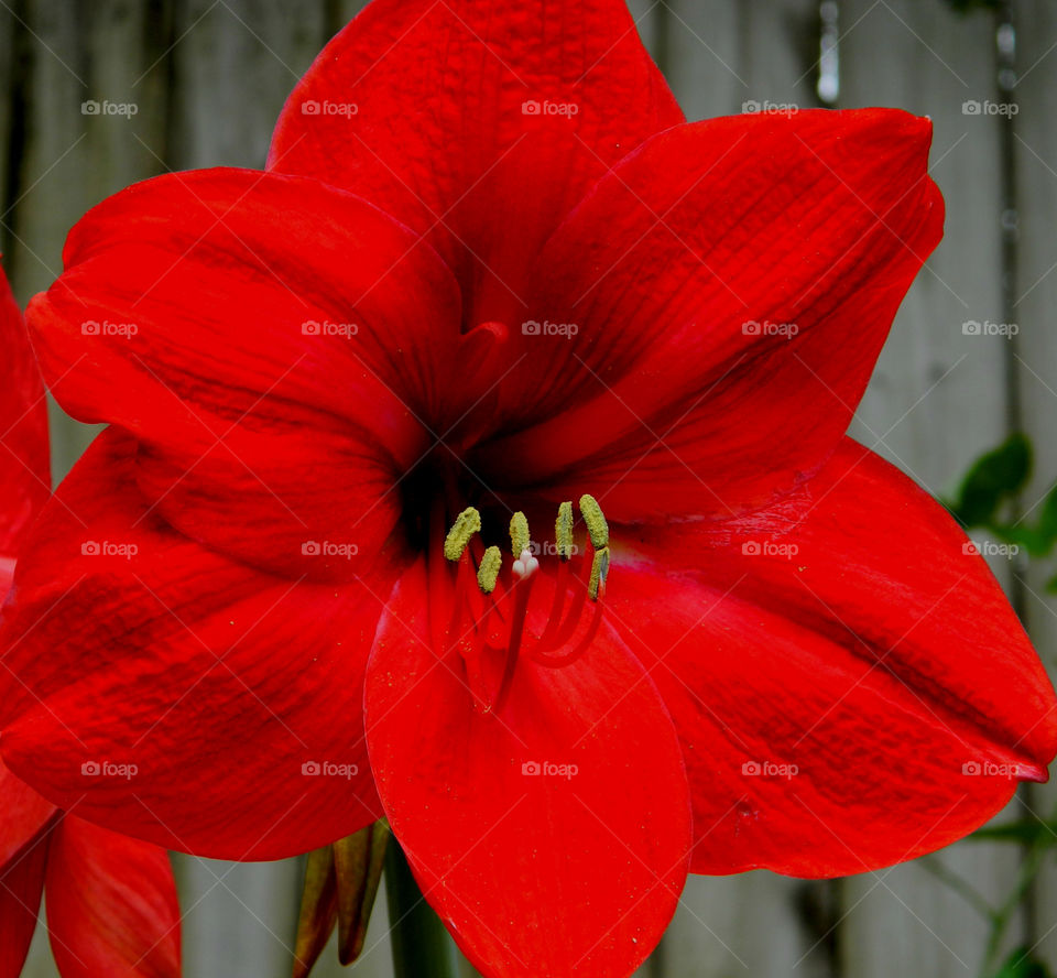 Close-up of red flower