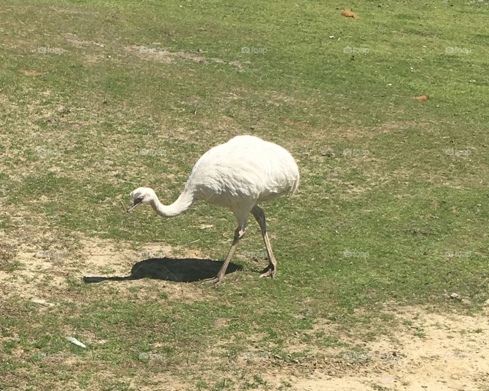 a white large bird