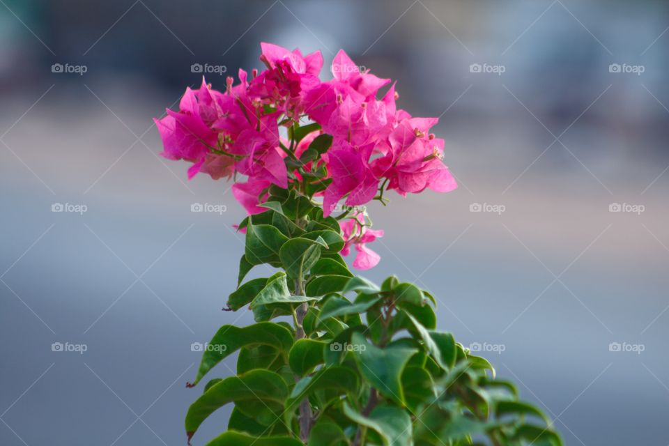 Bougainvillea