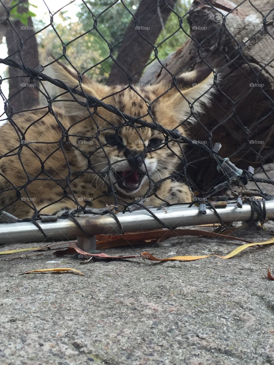 One month serval. San Diego zoo