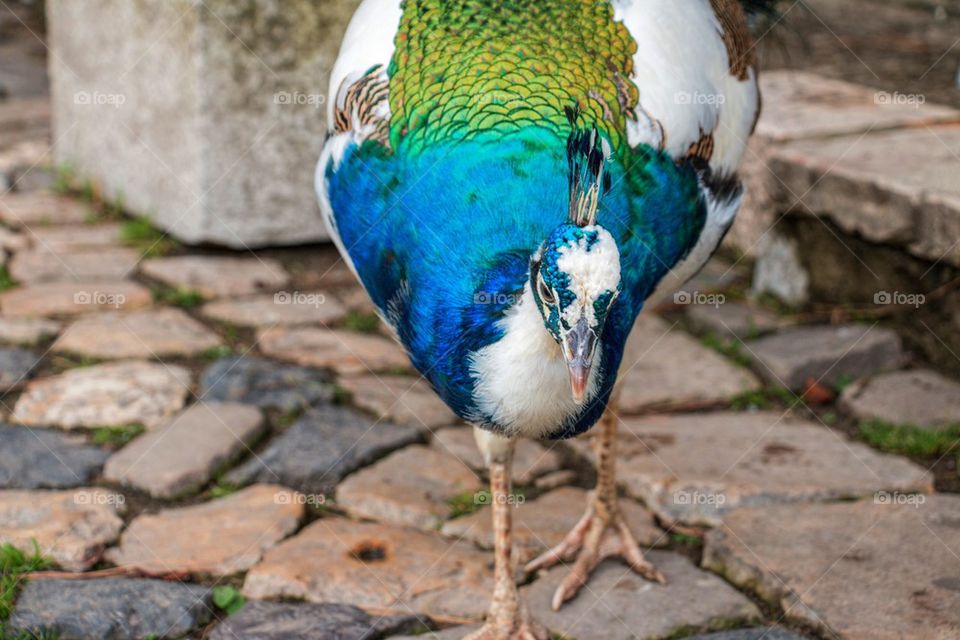 Peacock face