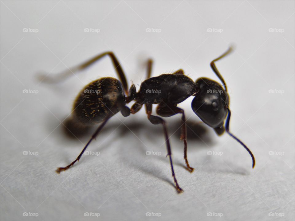 Carpenter Ant
