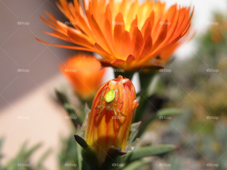 Insect on flower