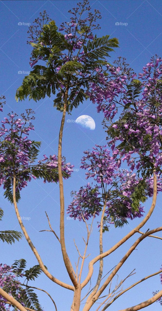 “The day moon” the sky makes a perfect wallpaper.