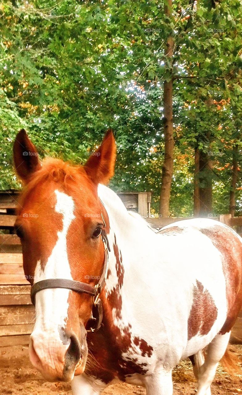 Autumn Colored Horse