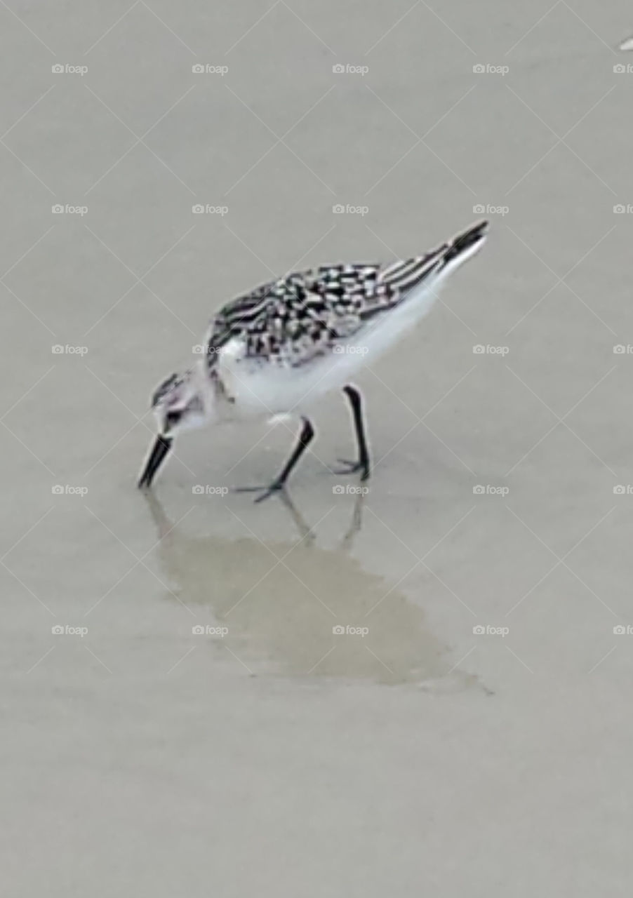 small bird on the beach