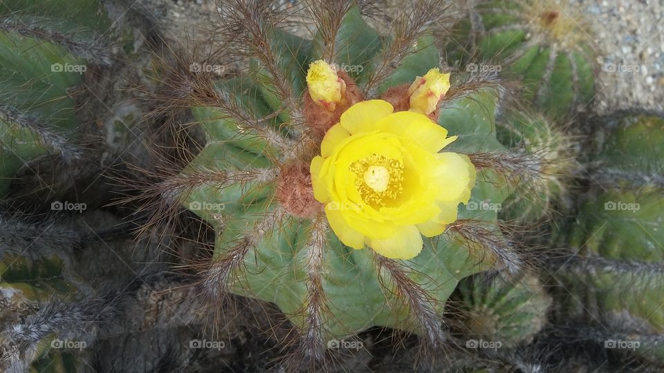 Cactus yellow
