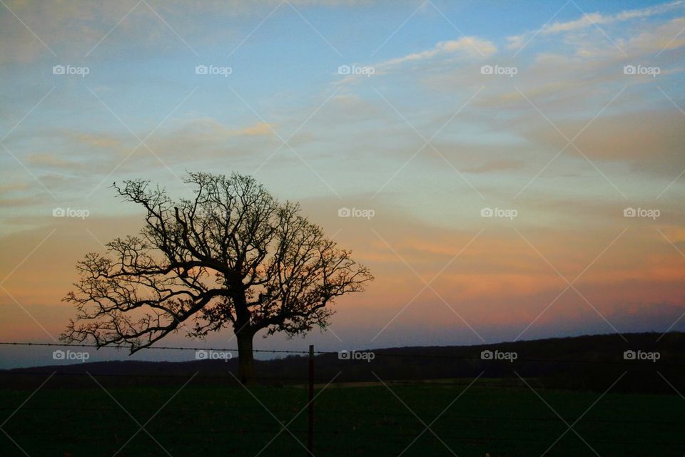 Lone Tree