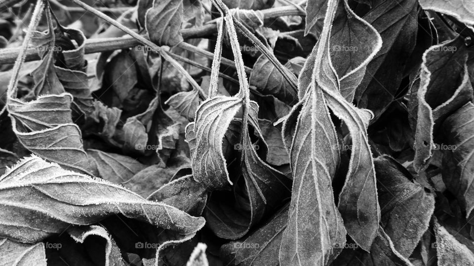 Frozen leaves