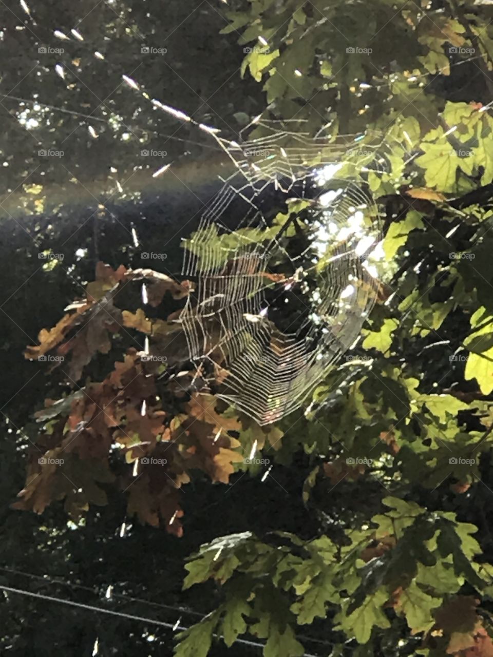 Spiderweb and sunlight 