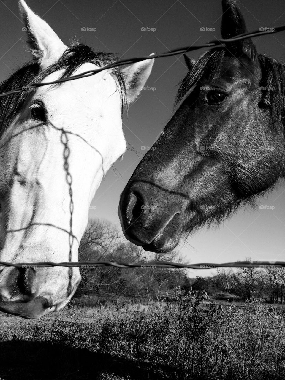 Two horses looking thru a fence in black and white
