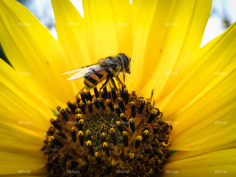 A pollinator standing on a wild sunflower.