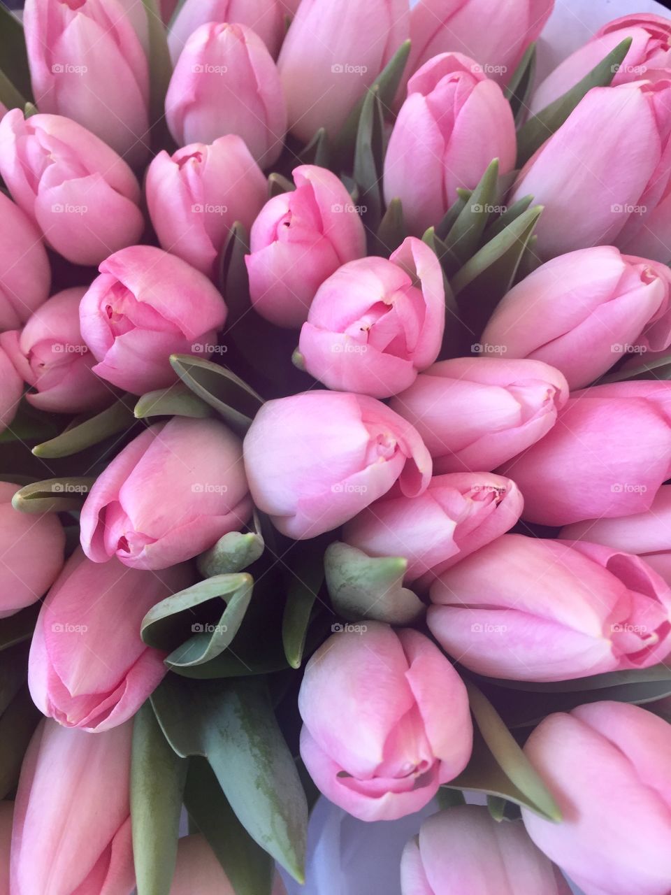 Pink Spring Tulips