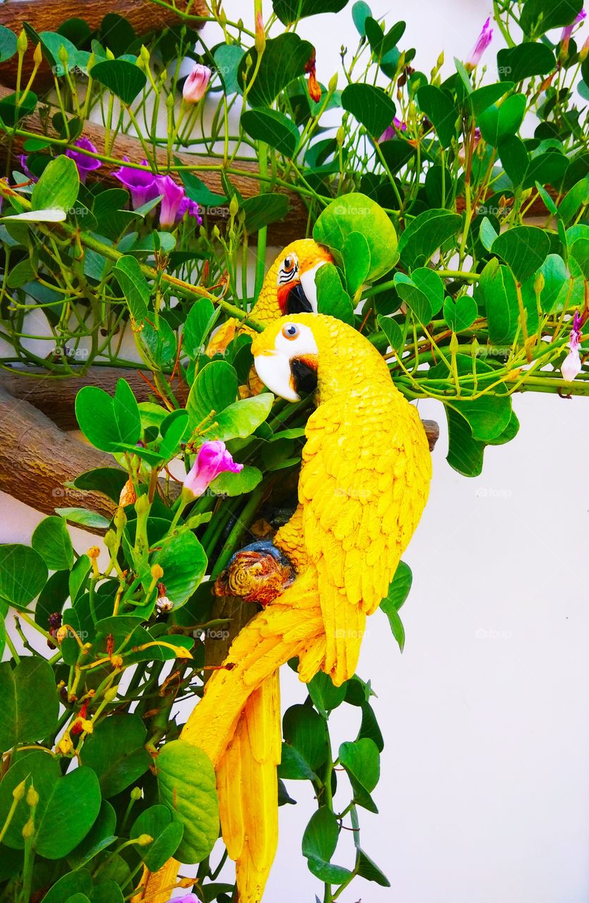 yellow parrots