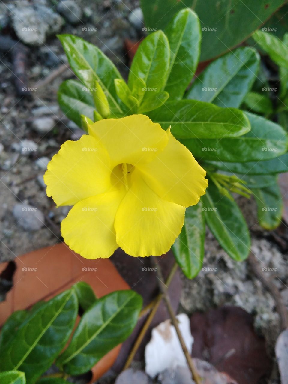 just one pretty sure is the beautiful one