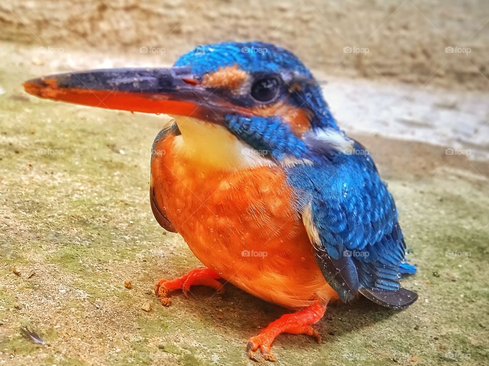 Orange and Blue Mixed by Nature