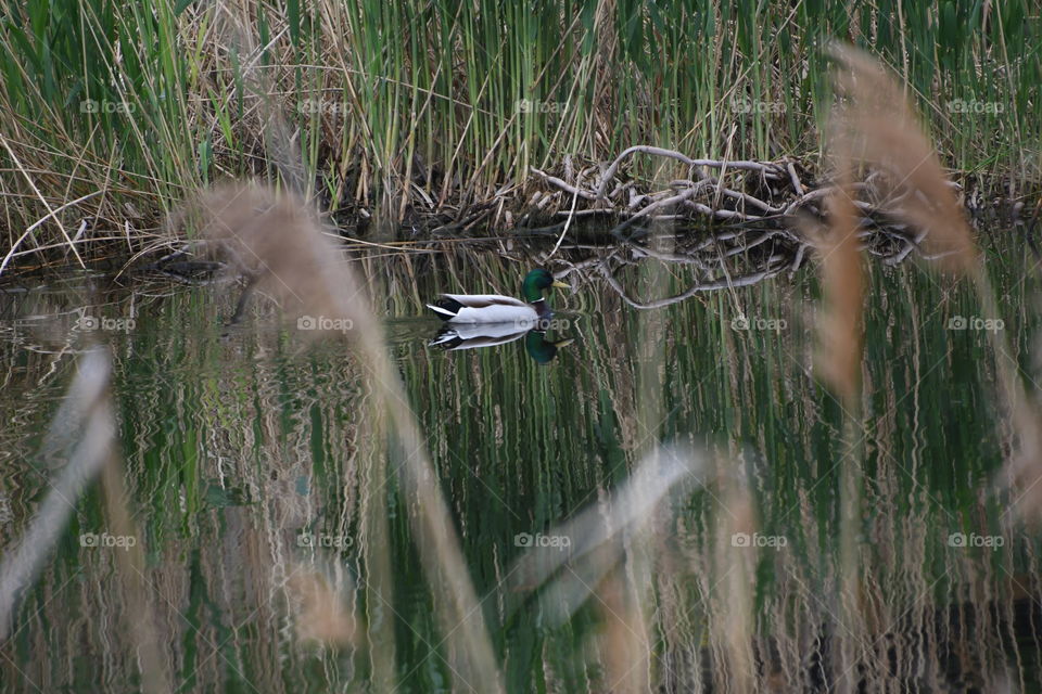 Mallard duck swimming in pond