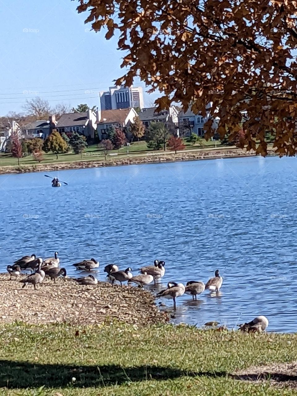 Kayaker and geese at a lake in a park in Bloomington Illinois with city in the background.