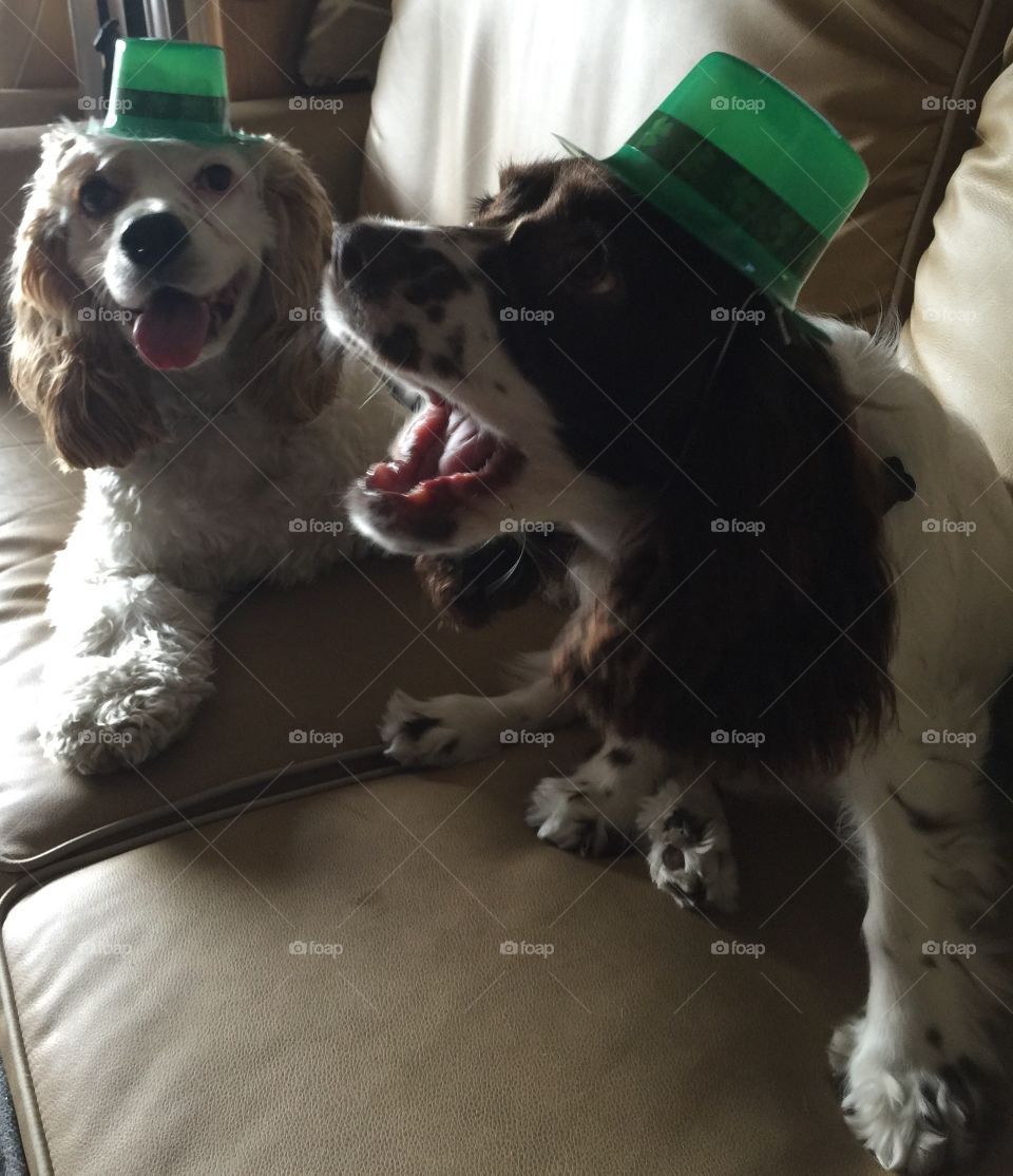 Picture of two puppies on St. Patrick's day