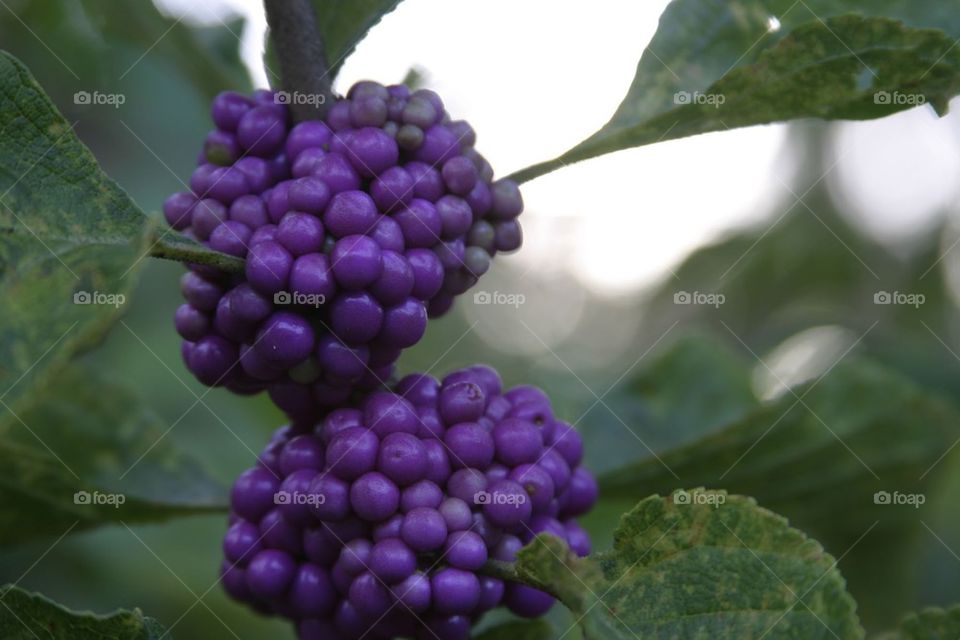 Purple berries