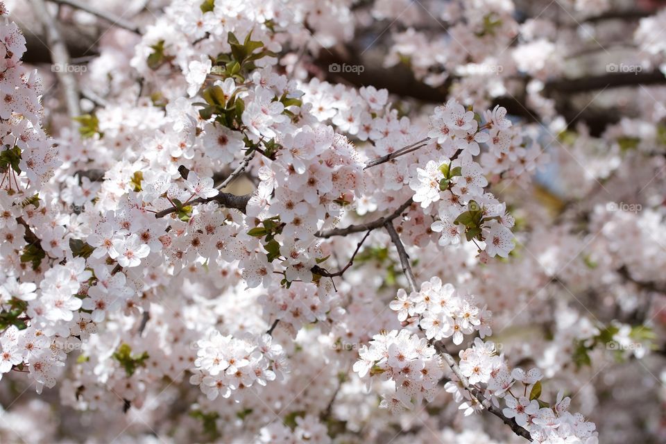 Cherry blossom flowers