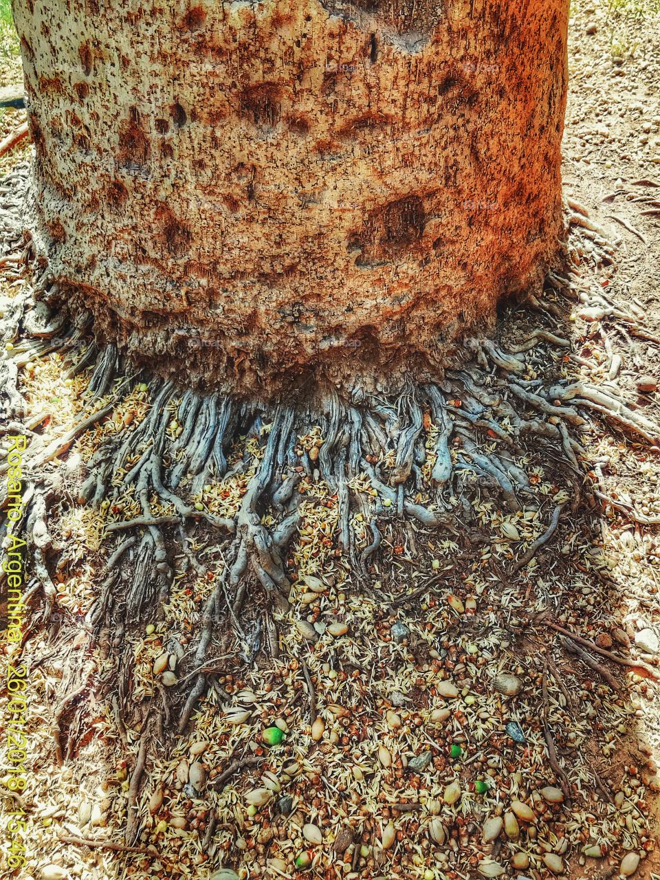 Parte pequeña de las raíces de una de las suculentas palmeras que habitan en el Boulevard Oroño 