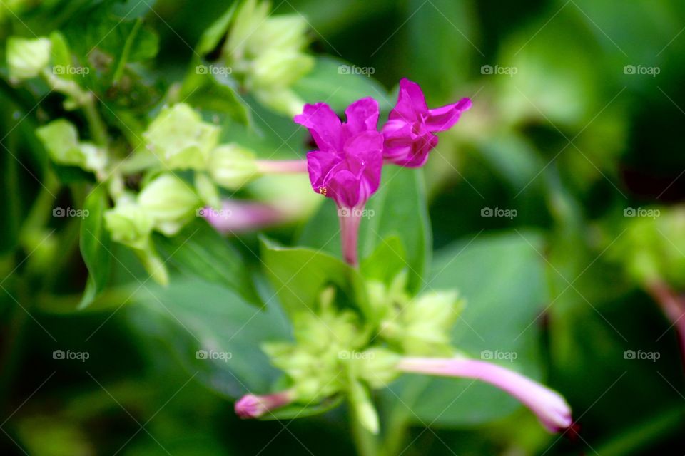 Purple five o’clock flowers open and close.