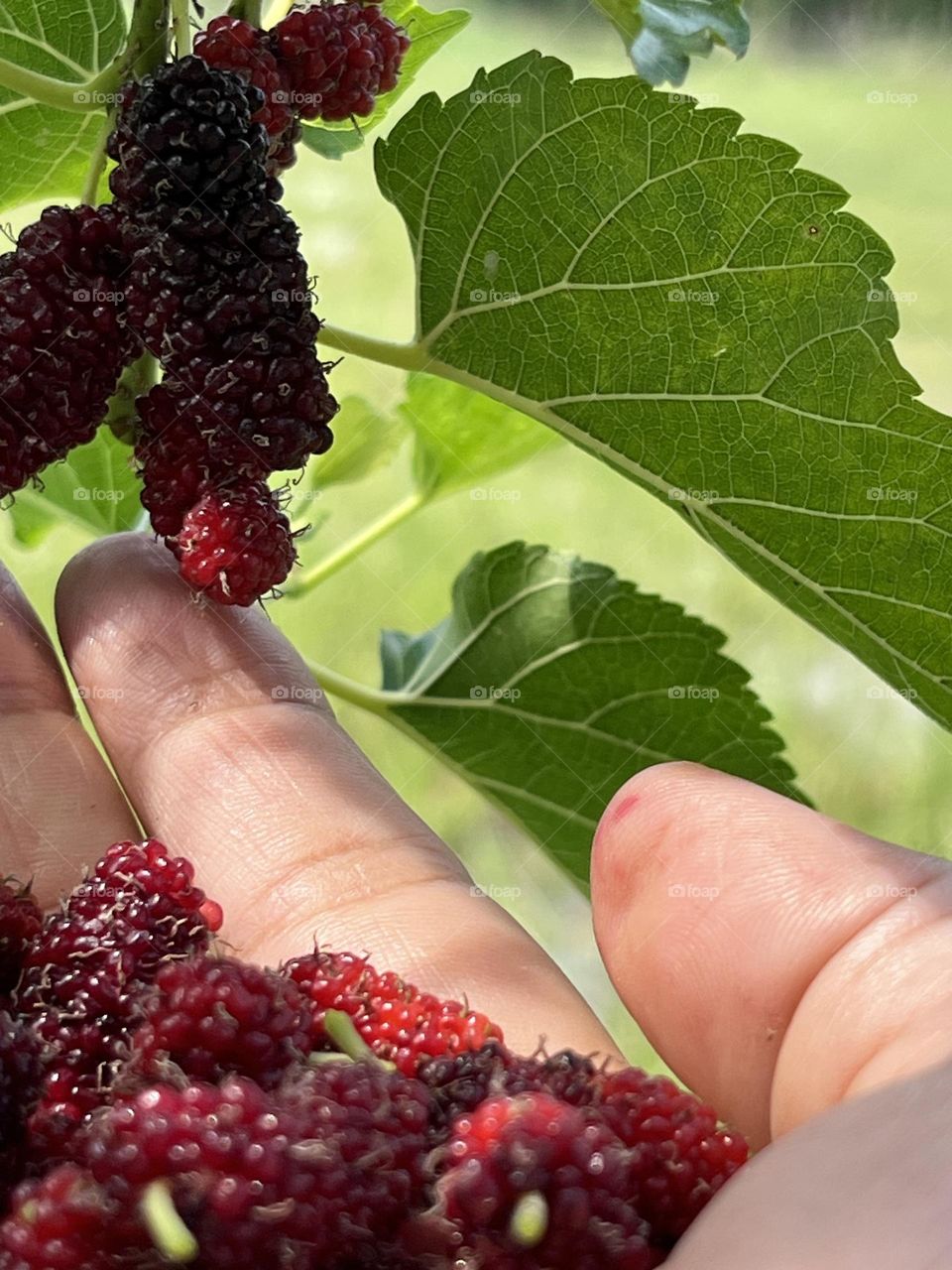 📸Capture the Power of Complementary Colors.