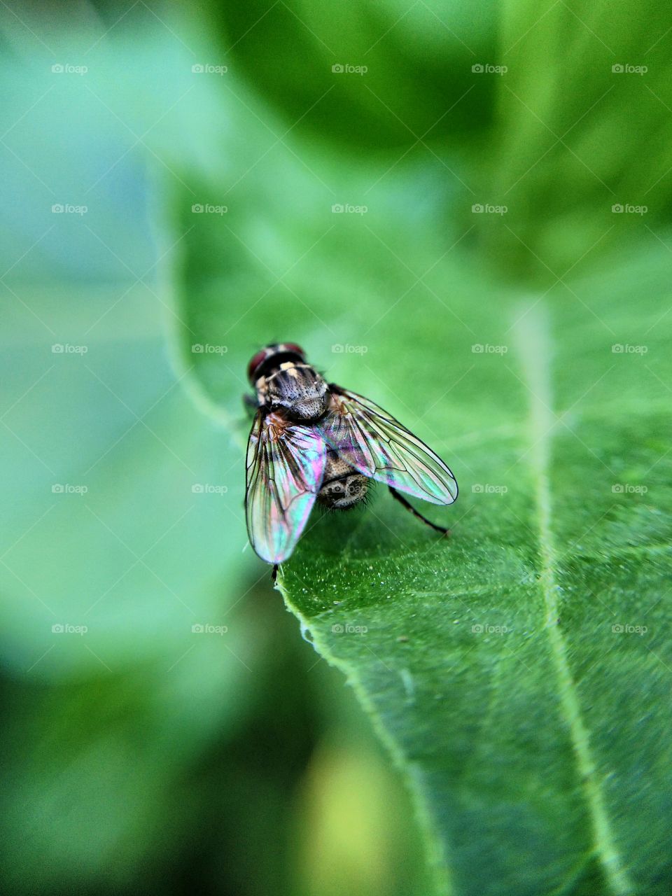 Close-up of a fly on green leaf