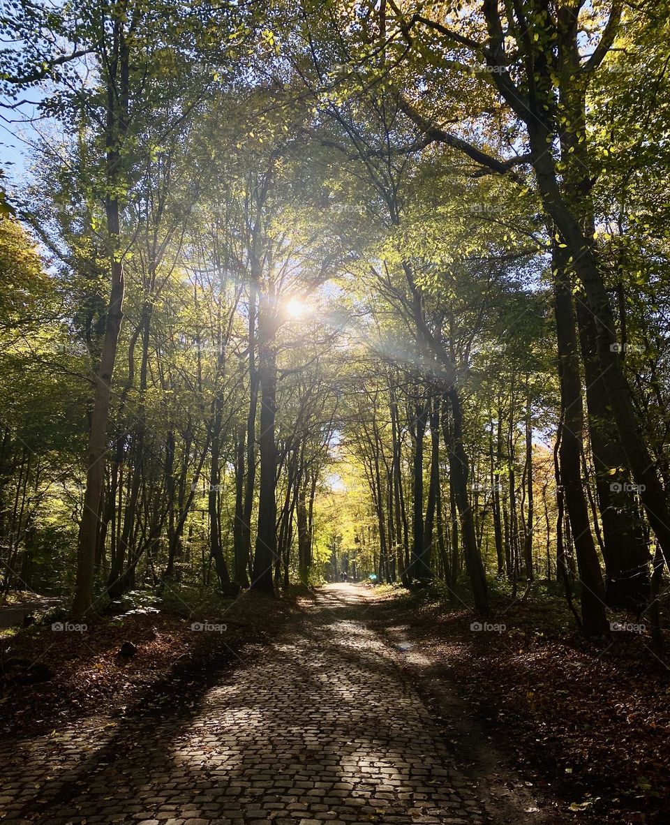Sun smiling through tree windows 