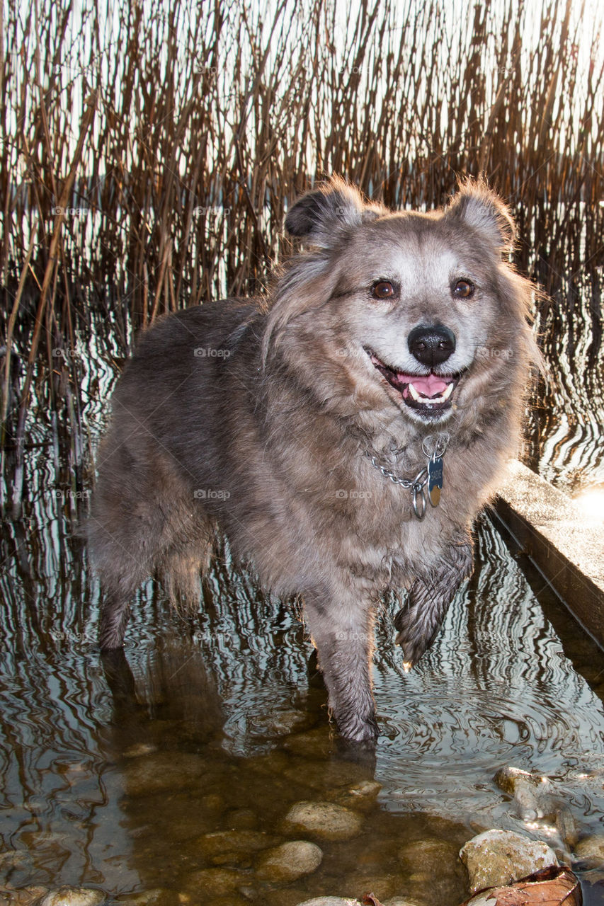 Happy dog at Lake