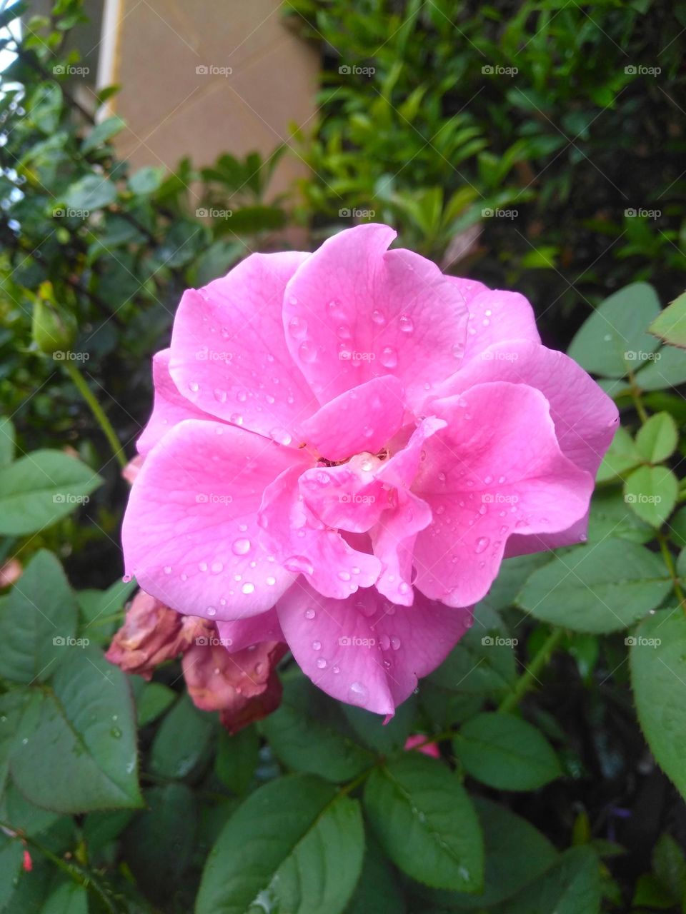 Pink flower on the park