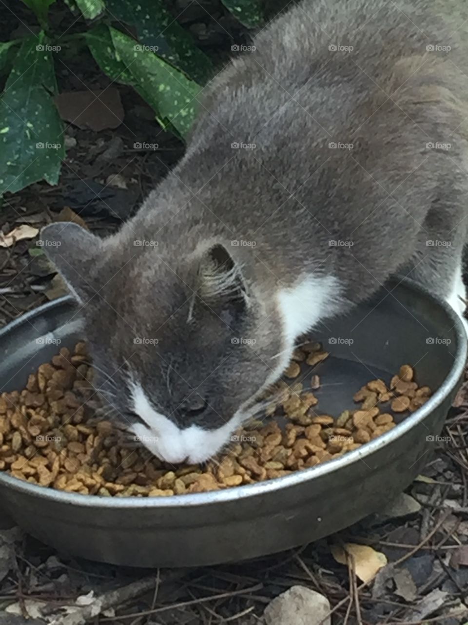 Cat eating