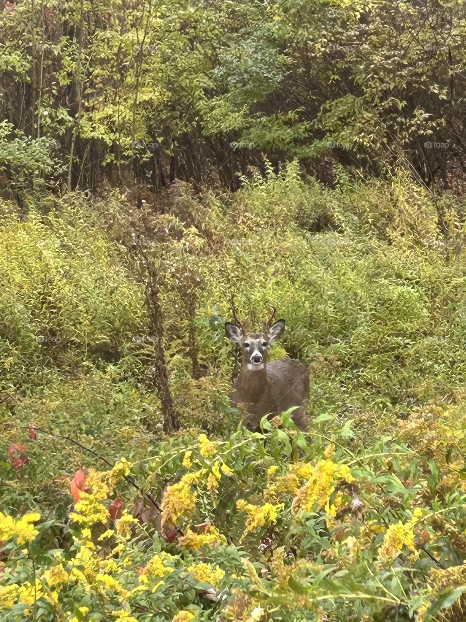 Buck