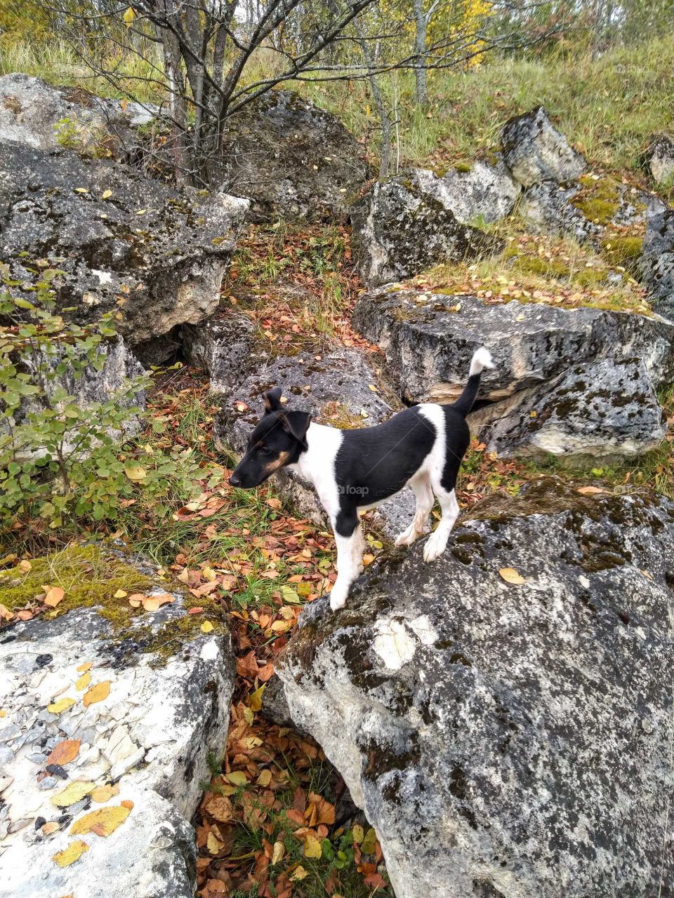 по горам, по долам-ходит фокстерьер там