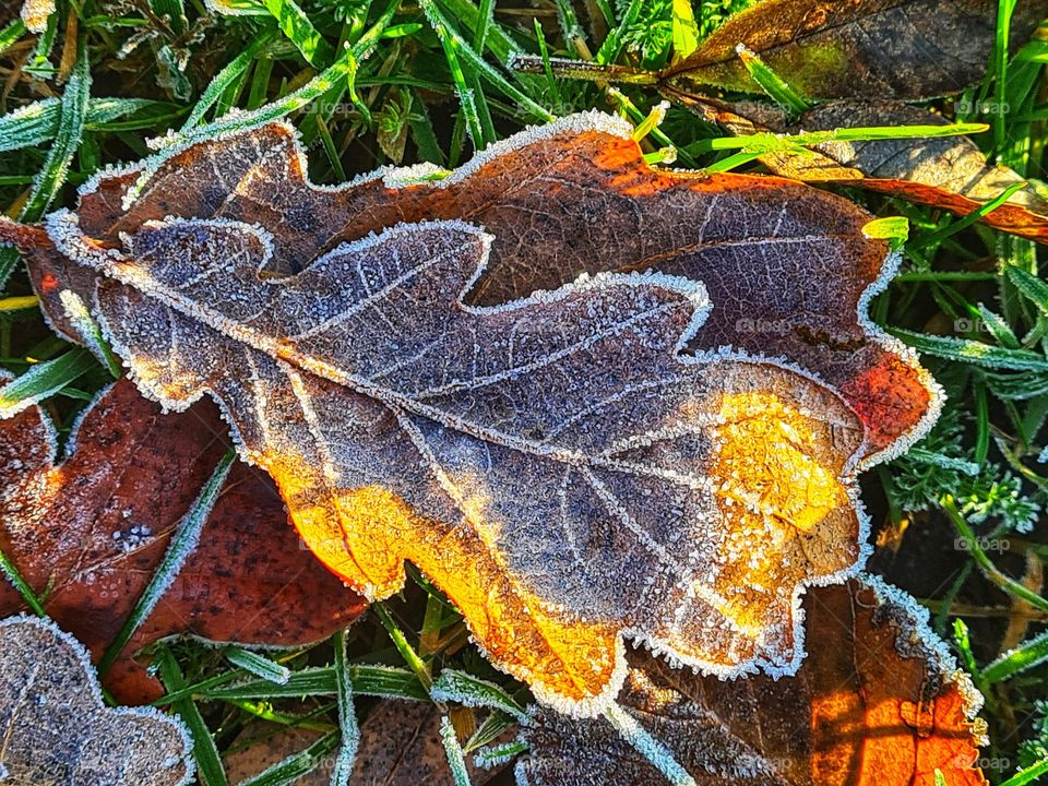 Frosty leaves in the sun