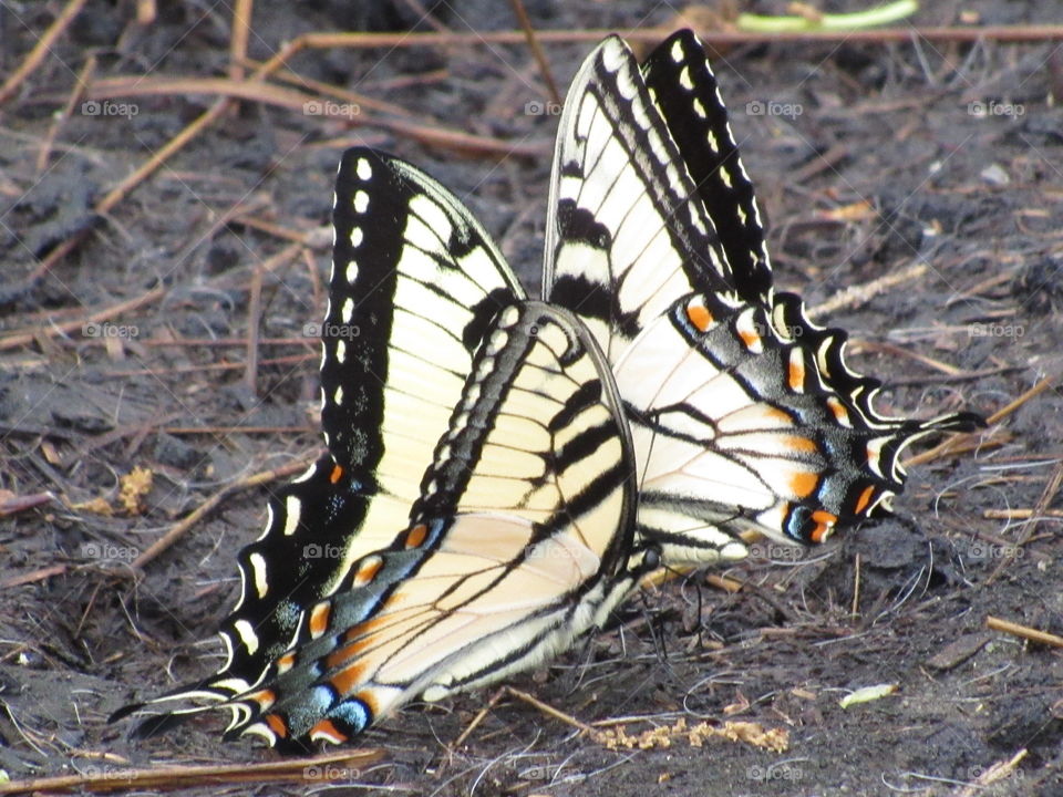 Eastern Tiger swallowtails