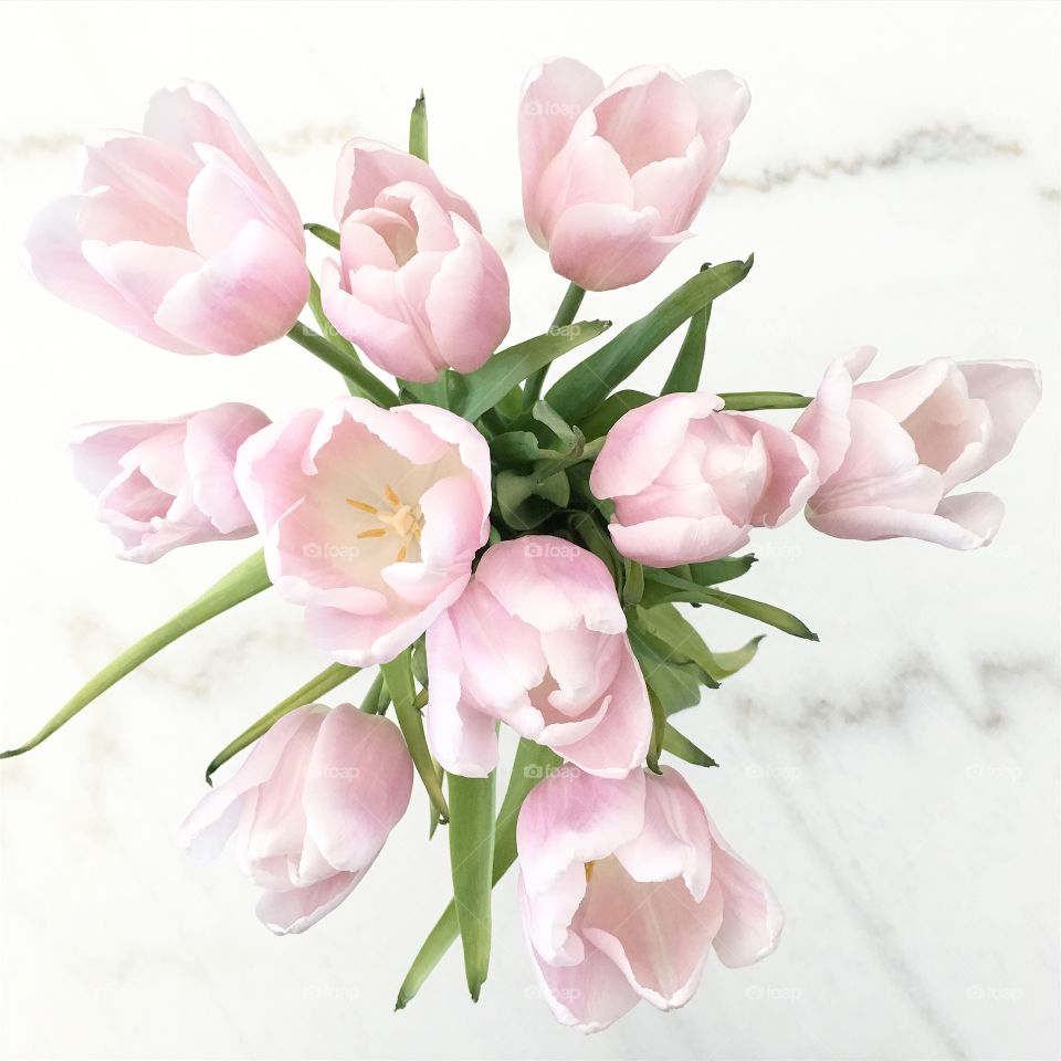 Pink tulips

