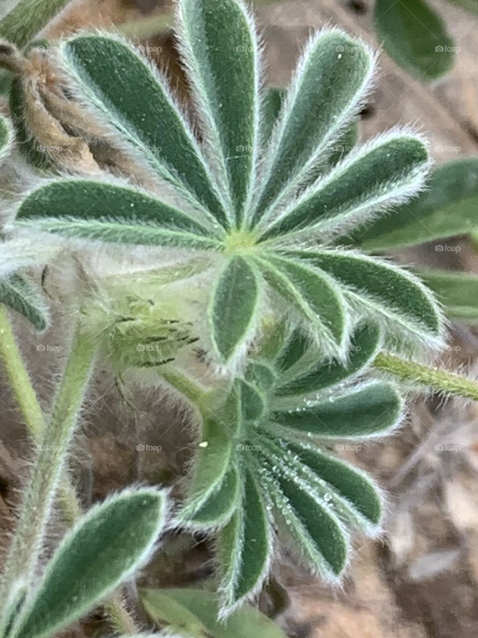 Lupine leafs