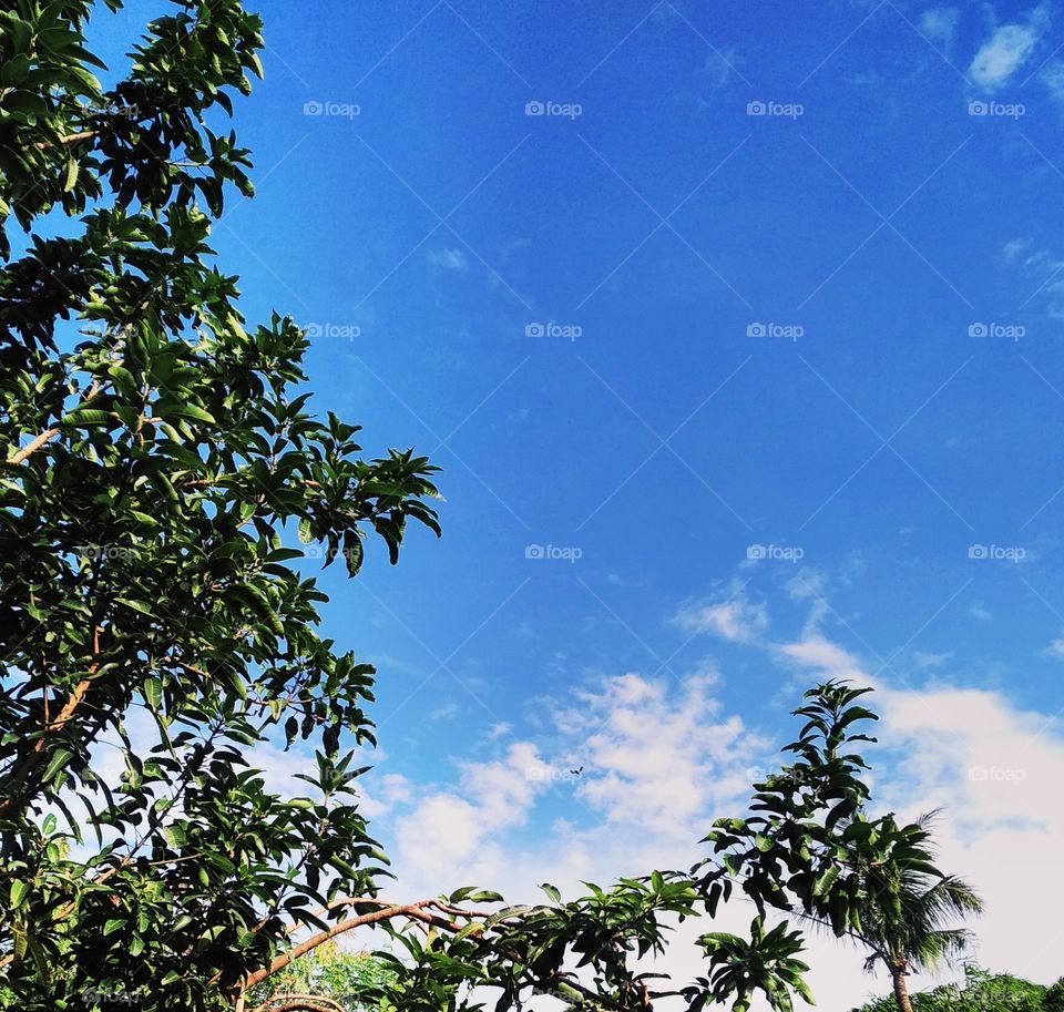 Tree and the sky