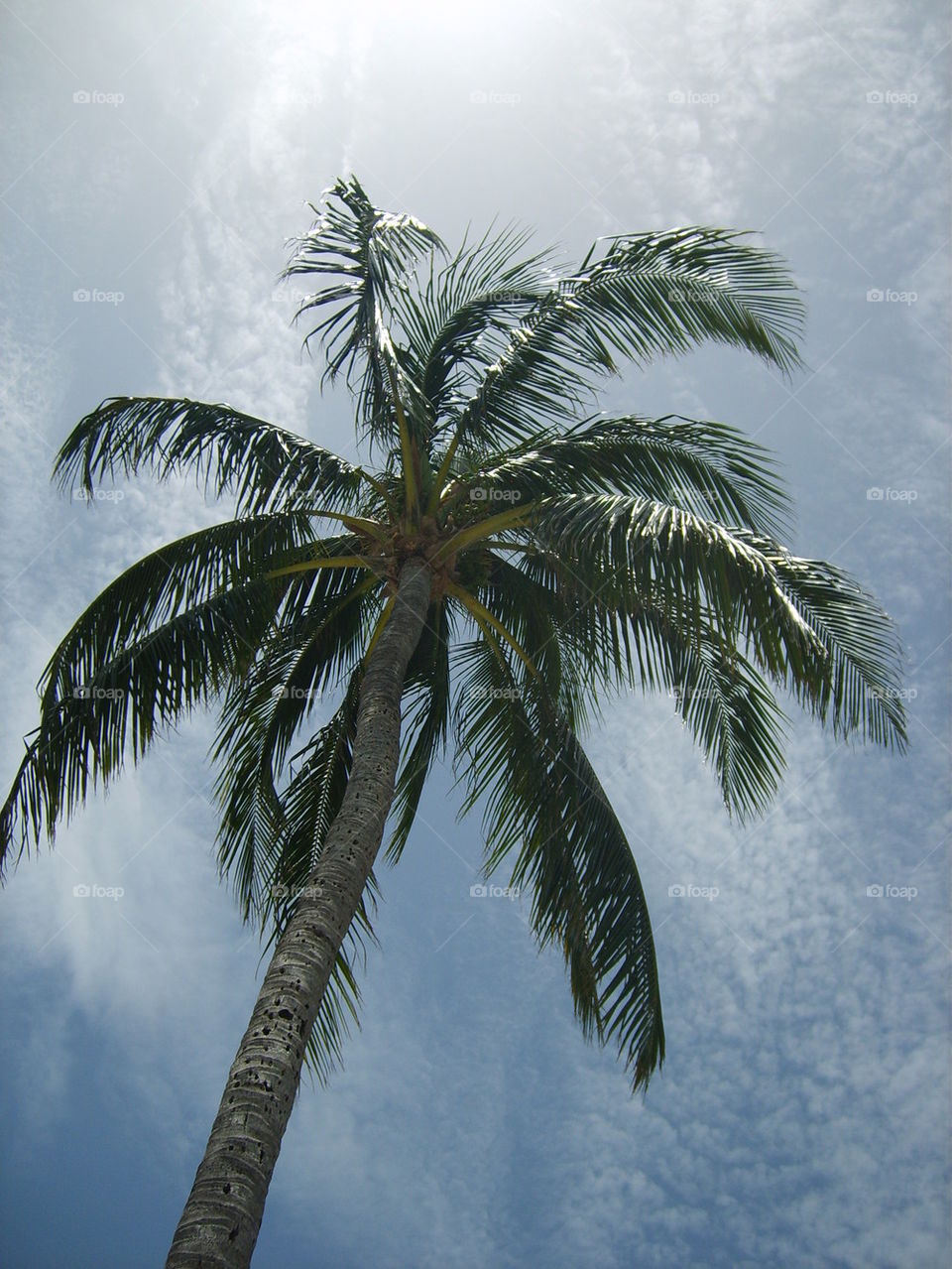 Islamorada palm