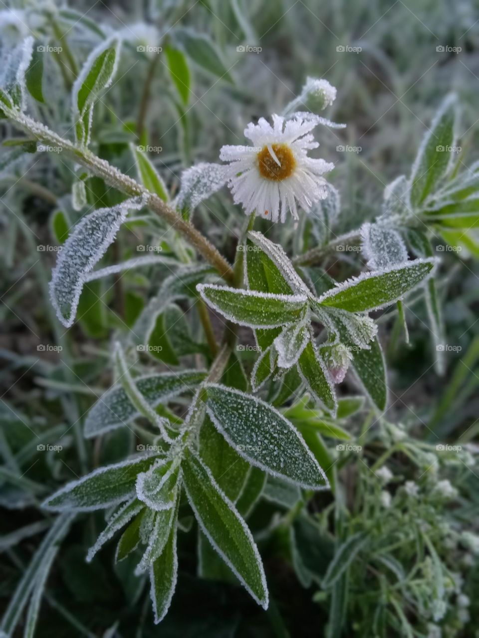 Erigeron in October