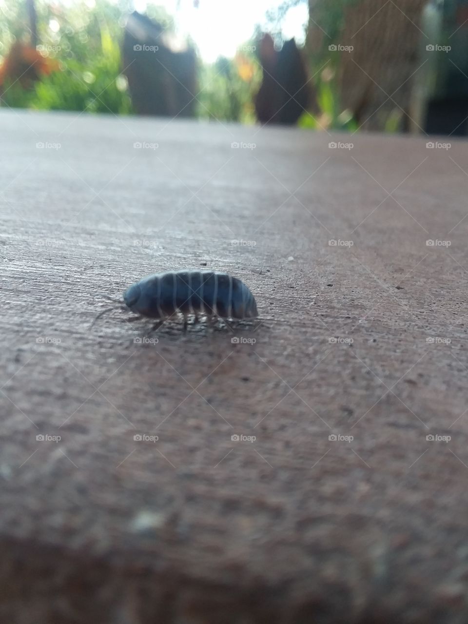 roly poly