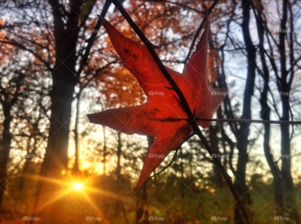 Autumn in the sunset