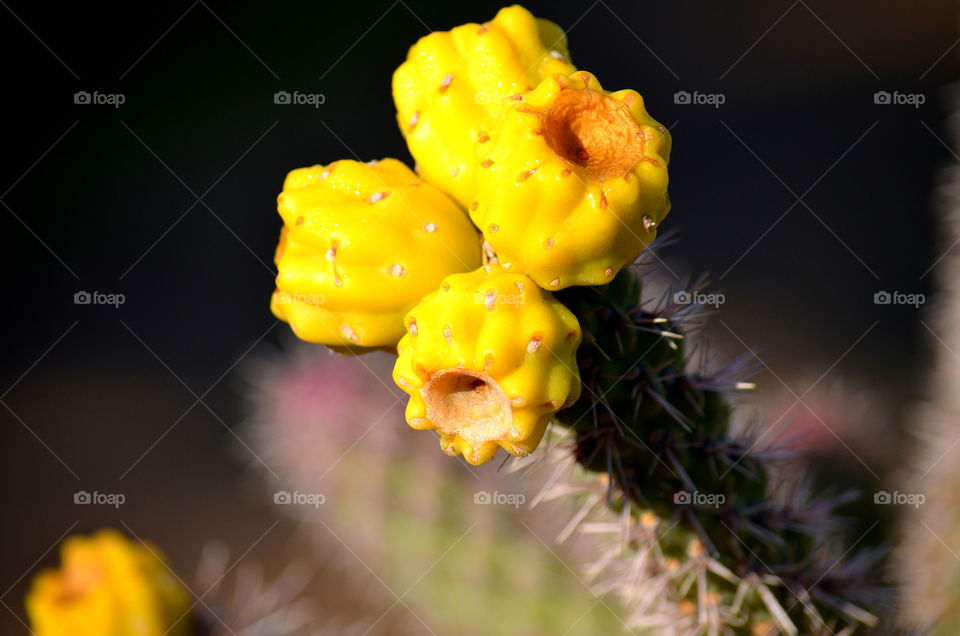 Cactus