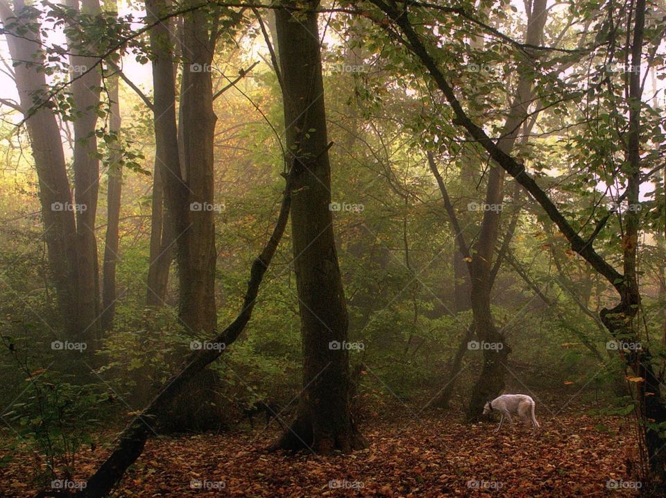 White dog in the forest 
