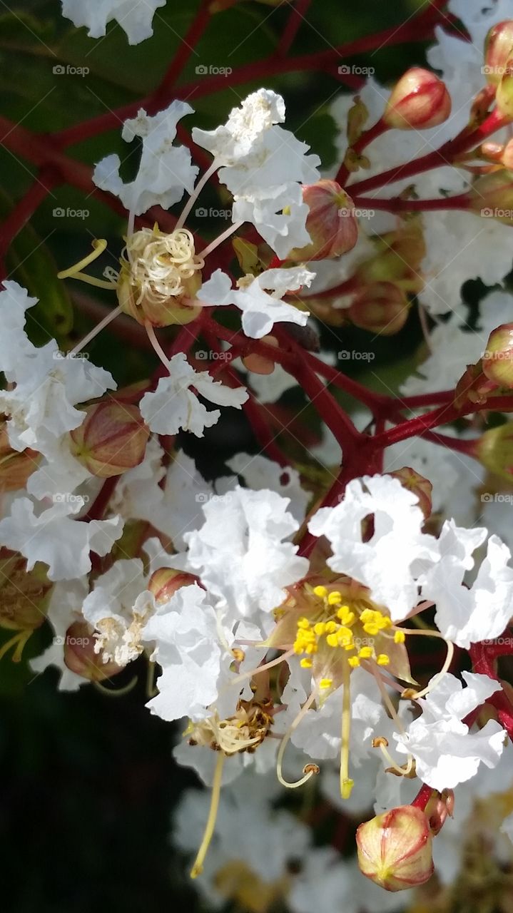 white crepe myrtle cluster